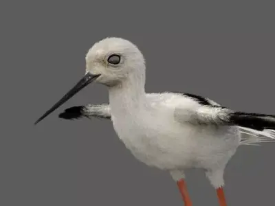 Realistic Stilt bird with feather 3D model