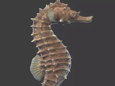 Seahorse Hippocampus Kuda Low-poly 3D model