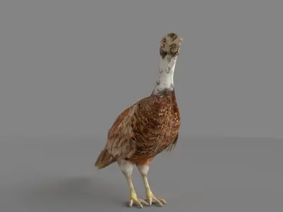 Pheasant 3D 3D model