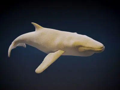 Humpback Whale 3D model