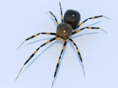 House Spider 3D model