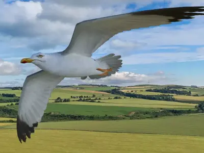 Low poly animated seagull Low-poly 3D model