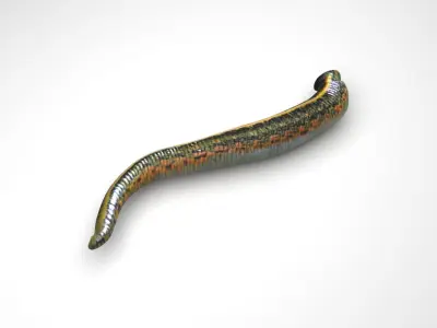 Leech Hirudo Medicinalis 3D model