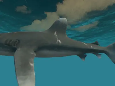 Oceanic White tip Shark Low-poly 3D model