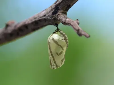 Chrysalis 5 butterfly on branch 3D model