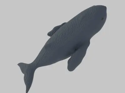 Whale - Scan Of A Clay Whale  Low-poly 3D model