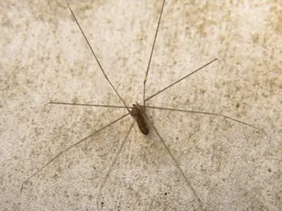 Spider Pholcus Phalangioides Rigged 3D model