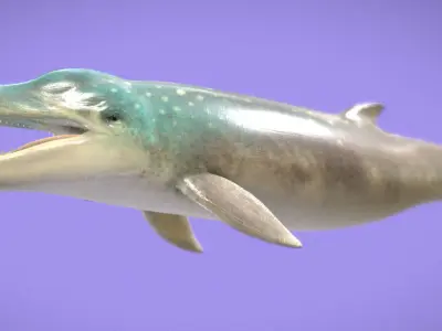 Messapicetus Low-poly 3D model