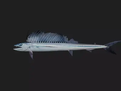 Lancetfish Low-poly 3D model