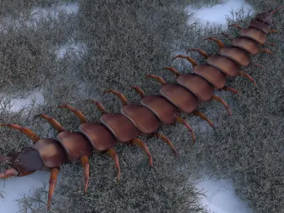 Centipede Rigged animated  Low-poly 3D model