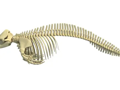 Killer Whale Orca Skeleton 3D model