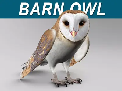 Barn Owl - Folded Wings 3D model