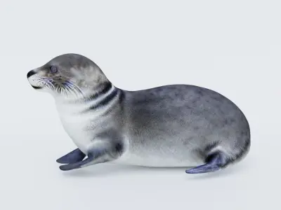Seal Animal Free 3D model