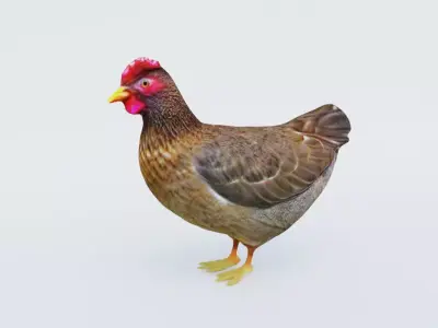 Hen Animal Free 3D model
