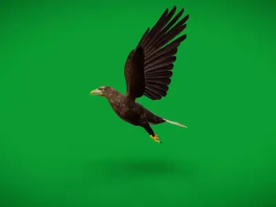 White Tailed Eagle Low-poly 3D model