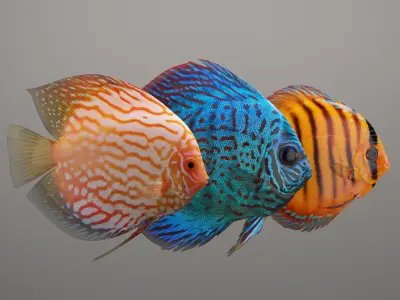 Discus fish 3D model
