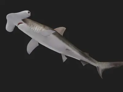 Hammerhead Low-poly 3D model