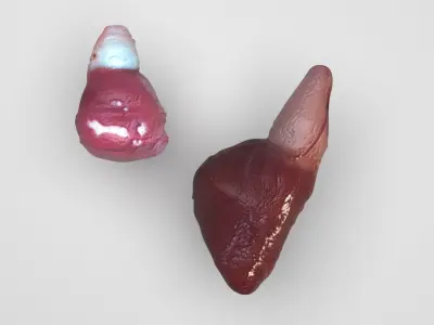 Fish Heart 3D model