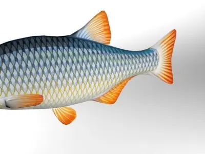 Rui Fish Low-poly 3D model