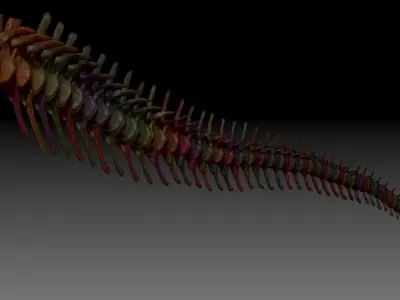Dinosaur Spinosaurus Tail Skeletons Set 3D model