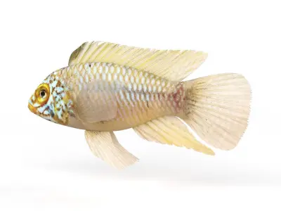 Cichlid Fish 3D model