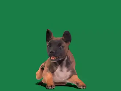 Belgian Shepherd Puppy Dog Free 3D model