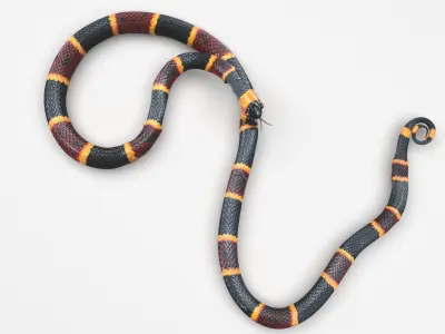 Coral Snake 3D model