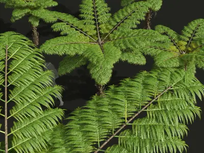 Spinulosa Fern Decorative 3 trees Free 3D model