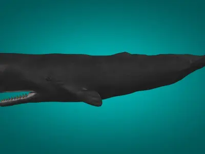 Cachalot  Low-poly 3D model