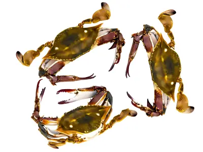The delicate crab 3D model