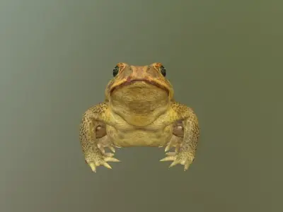 PBR Toad Animated Low-poly 3D model