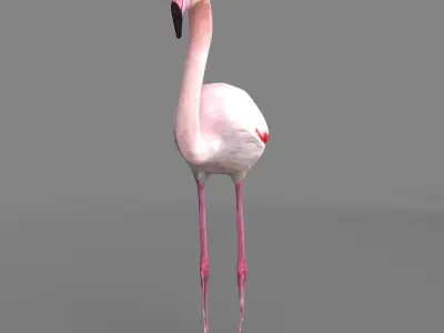 3D model Flamingo 3D model