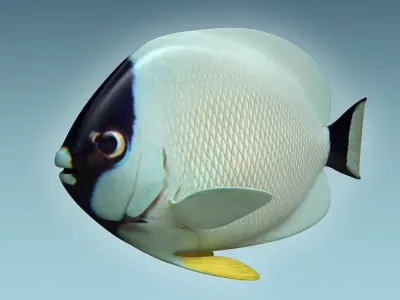 Masked Anglefish 3D model
