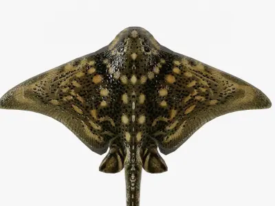 Manta Ray Low-poly 3D model