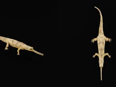 Gharial Gavial Crocodile Low-poly 3D model