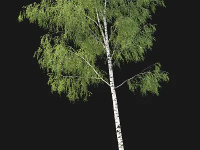 Birch forest part 07 3D model
