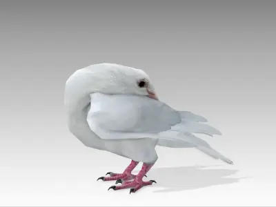 White Dove Low-poly 3D model