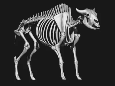Bison skeleton 3D model