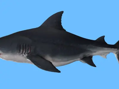 SHARK FISH RIGGED ANIMATED 4 Low-poly 3D model