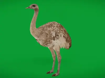 Rheas American Ostrich  Low-poly 3D model