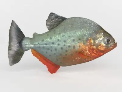 Piranha model thresher fish 3D model