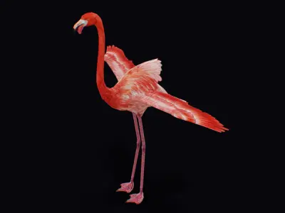 Flamingo American Caribbean Pink Bird Wild Exotic Animal  Low-poly 3D model