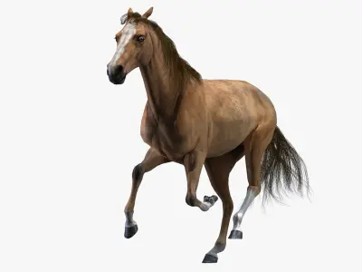 Horse Animated 3D model order