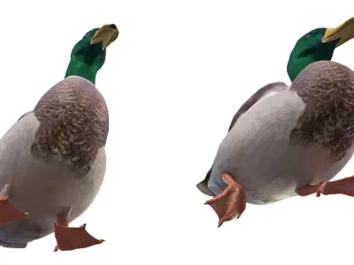 Mallard Duck Male  3D model