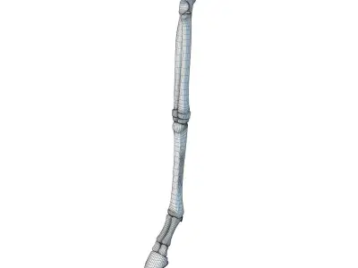 Animal Leg Femur Bones 2 3D model