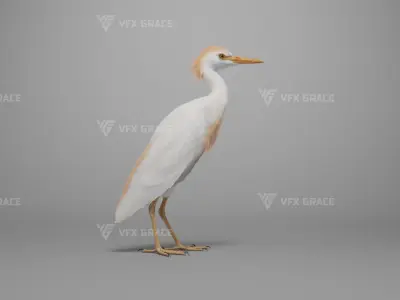 Cattle Egret Animation 3D model