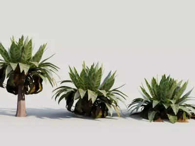 Asplenium nidus b 3D model