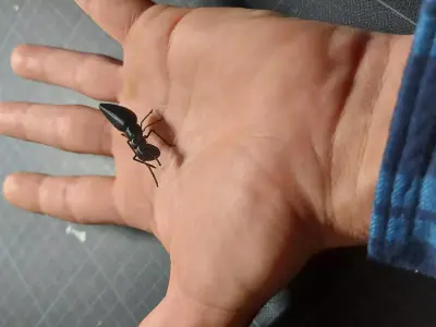 Ant insect 3D print model