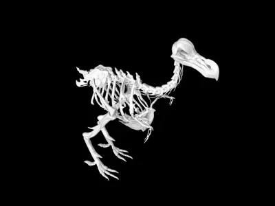 Dodo skeleton Low-poly 3D model
