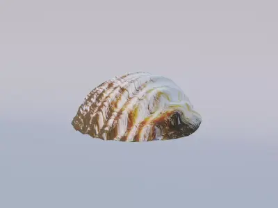 Simple Beach Shell Free 3D model